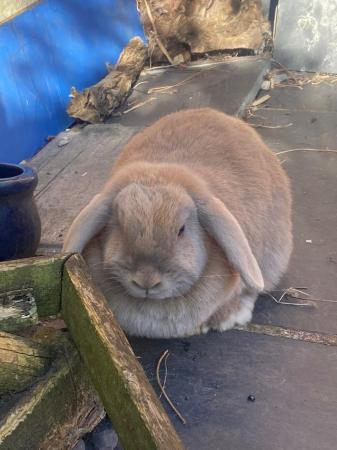 Image 5 of Two Lop Head sisters in need of a new home