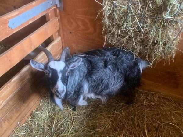 Image 3 of Nanny pygmy goat 3years old