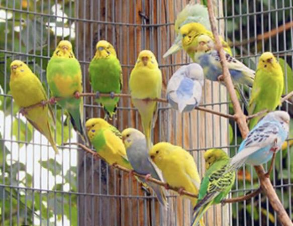 Image 1 of Aviary Birds Wanted. Budgies, Cockatiels, Zebra Finches et….