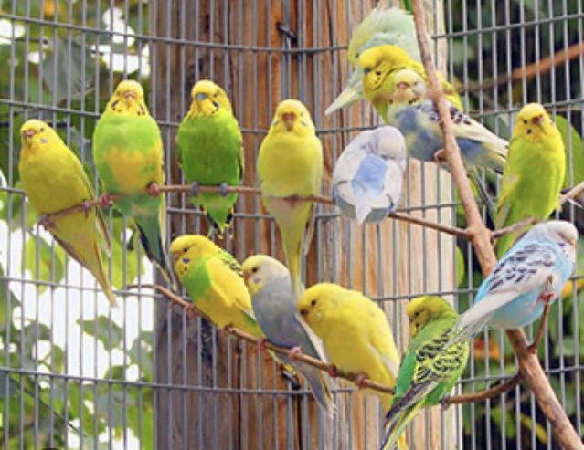 Preview of the first image of Aviary Birds Wanted. Budgies, Cockatiels, Zebra Finches et…..
