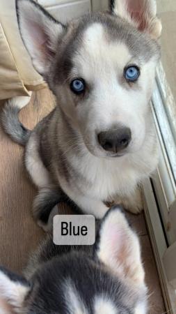 Image 4 of Two Stunning Male Husky Puppies