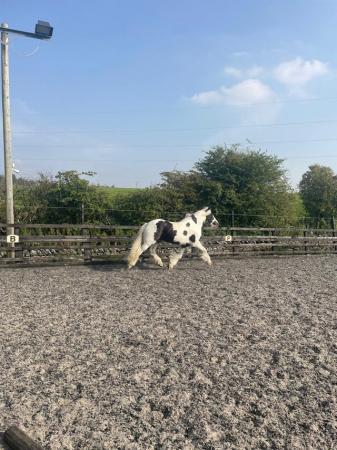 Image 1 of Project 14.3hh 4y/o Traditional Gypsy Cob Gelding