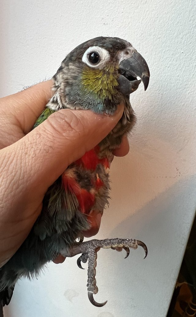 Preview of the first image of SSTC - Stunning semi tame Crimson Bellied conure female.