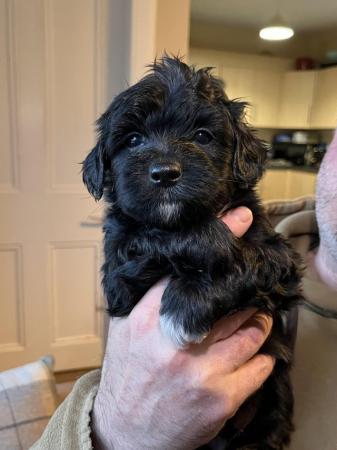 Image 2 of gorgeous shihpoo puppies