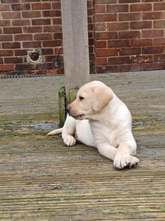 Image 2 of Labrador Puppies for sale