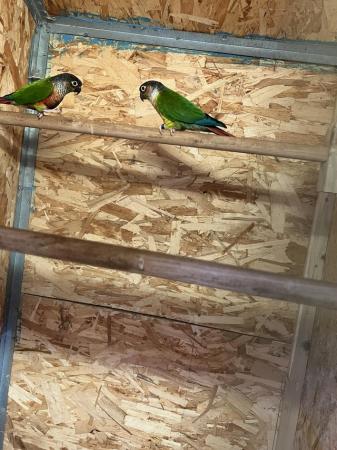 Image 5 of Stunning conure pair for sale