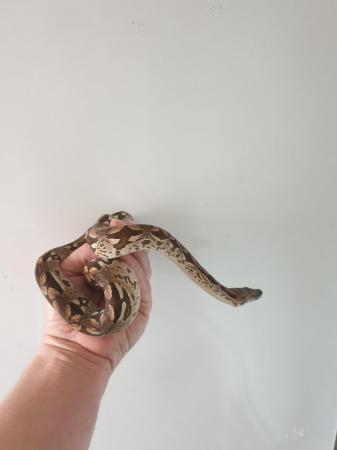 Image 5 of 2year old male and female dumeril boas for sale