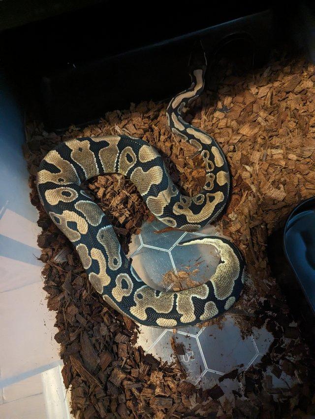 Preview of the first image of *Reduced*High Gold het clown Ball Python - Female born 2022.