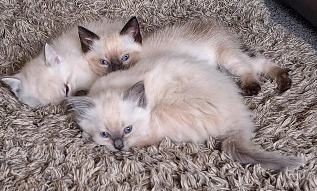 Image 4 of 12 week old male Seal Colourpoint Ragdoll kitten for sale