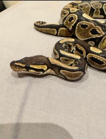 Image 1 of ALL MUST GO ASAP Whole collection of ball pythons (8)