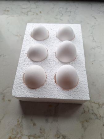 Image 3 of 6 Fertile White Star Hens eggs, deleievery included