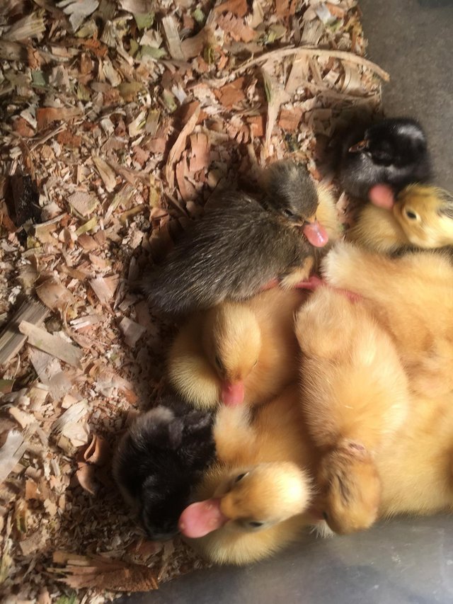 Preview of the first image of Day old to 2 week old ducklings.