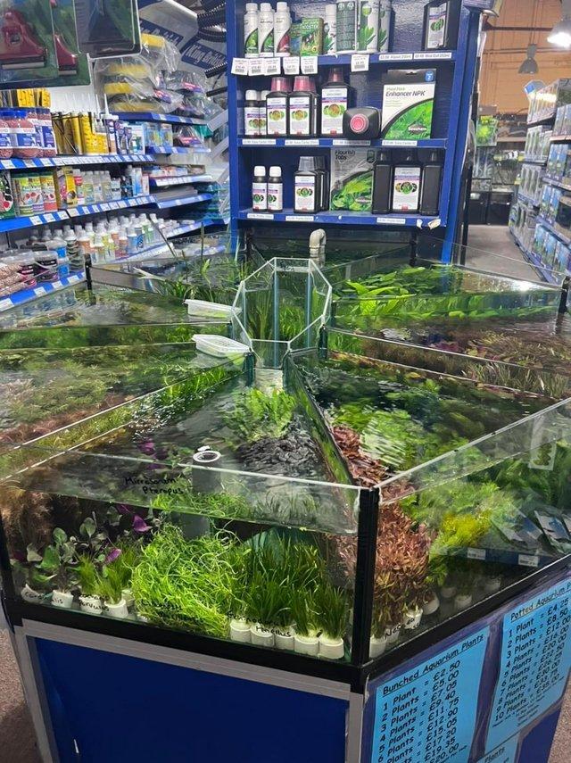 Preview of the first image of Aquatic Plants Available At The Marp Centre.