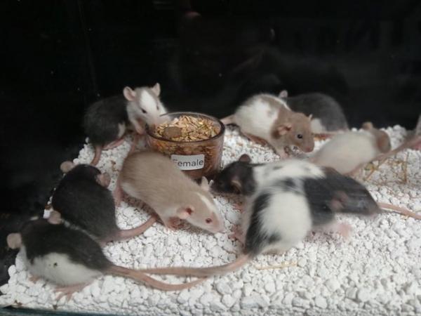 Image 1 of Baby Rats Dumbo's and Straight ears