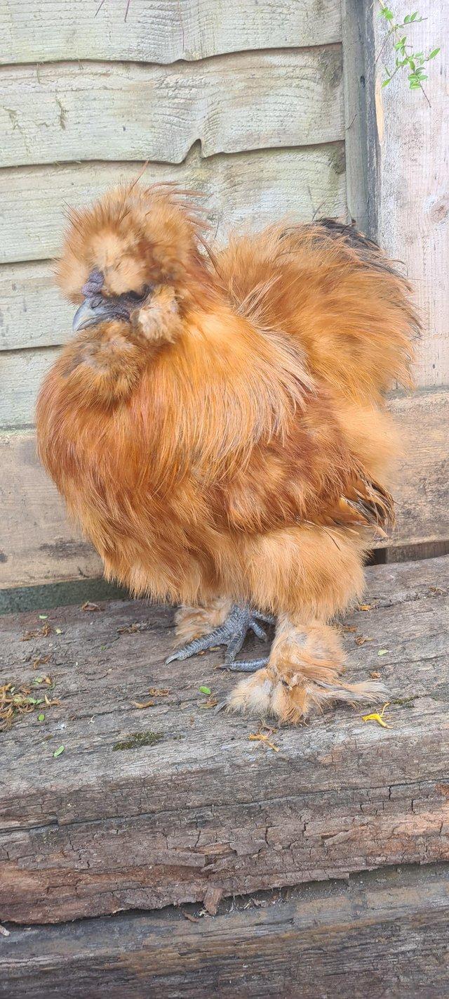 Preview of the first image of Buff USA silkie cockerel friendly.