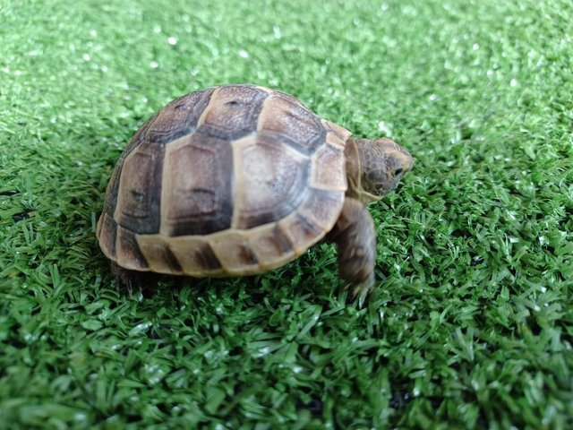 Preview of the first image of Tortoise Baby with complete Tortoise Table Kit.