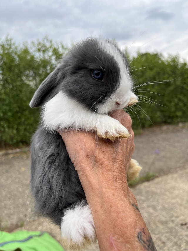 Mini lop pure bred male blue and white — photo 2 of 4