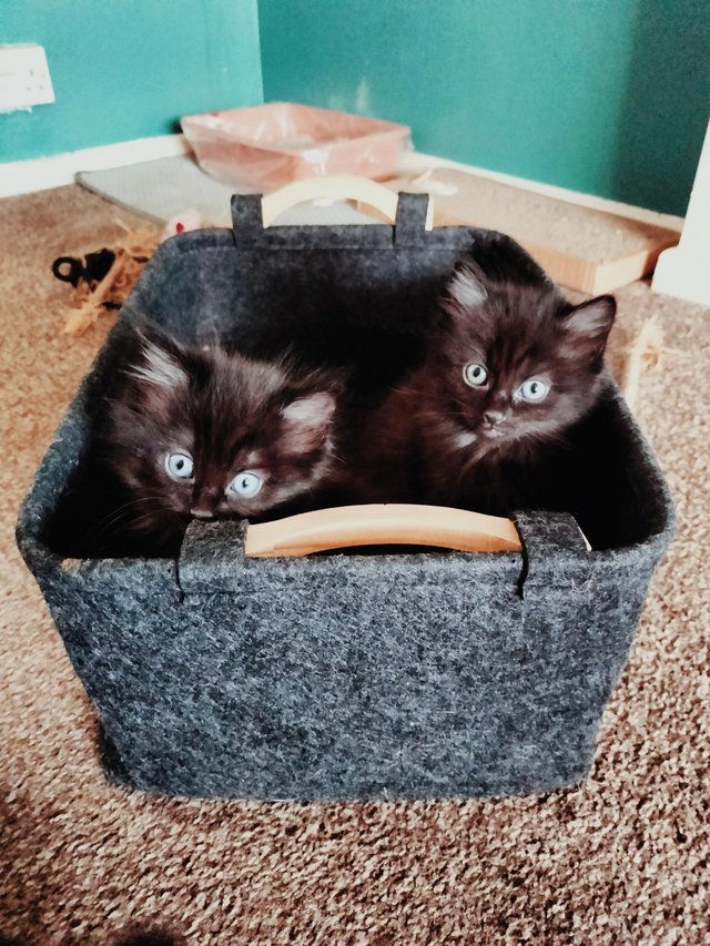Preview of the first image of The Cutest Kittens This Side Of Mexico.