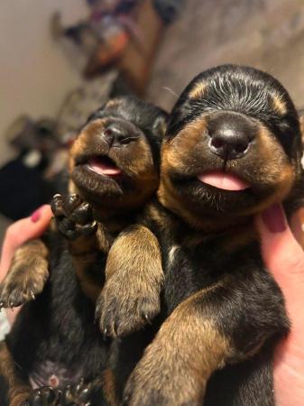 Image 6 of Rottweiler puppies home reared family pets