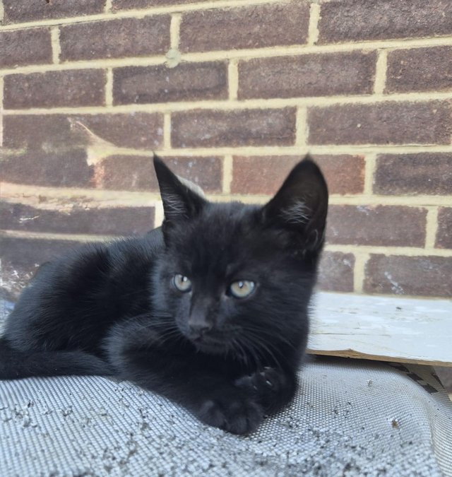 Kittens /Beautiful kittensThose have a lot of energy — photo 2 of 4