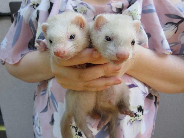 Preview of the first image of Ferret kits Hobs and Jills.