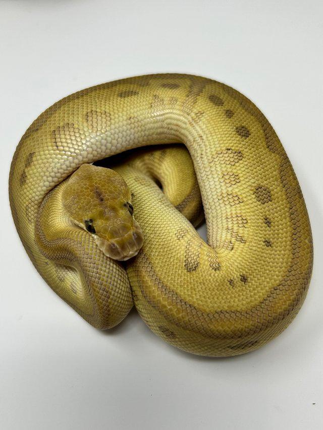 Preview of the first image of Butter Batman Royal python male.