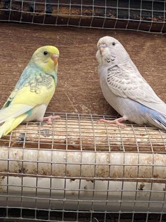 Image 2 of Baby and young Budgies for Sale