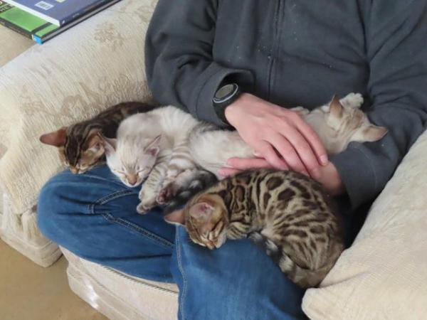 Image 5 of TICA Bombproof Family Bengal Kittens Ready Now