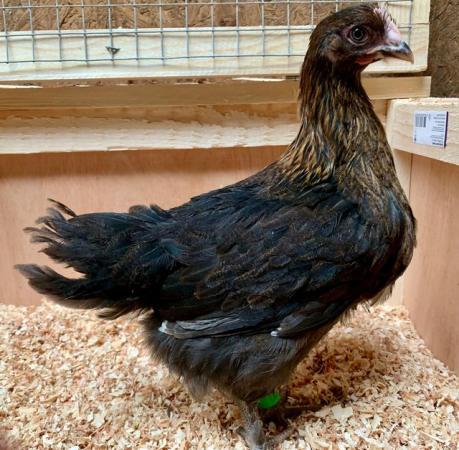 Image 1 of Copper Black Marans - currently Growers -Hens now sold