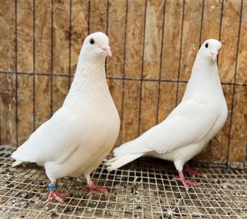 Image 2 of PURE WHITE GARDEN DOVES FOR SALE