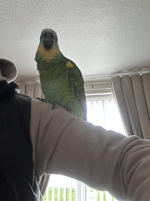 Preview of the first image of Blue fronted Female (Flo) Amazon Parrot tame talking.