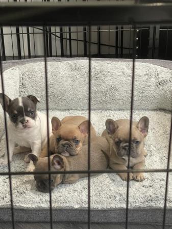 Image 3 of French Bulldog Puppies ready for their forever homes NOW ??