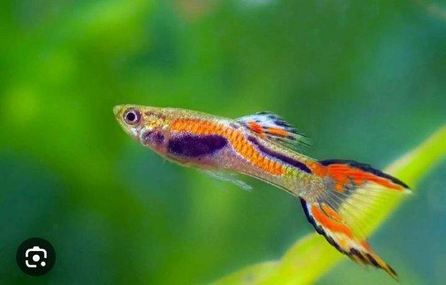 Preview of the first image of 50p each.Guppy x endler hybrids..