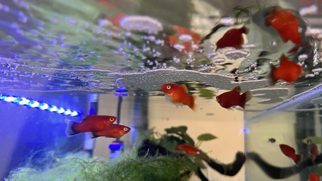 Image 3 of Tropical Platy Fish for sale