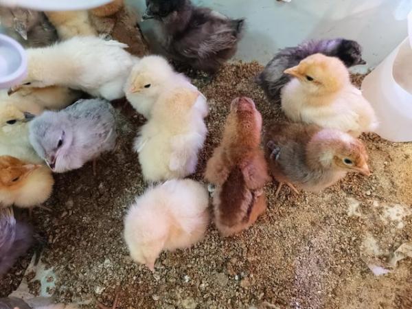 Image 4 of Chicks, chickens sale, pure breeds & mixed breed available