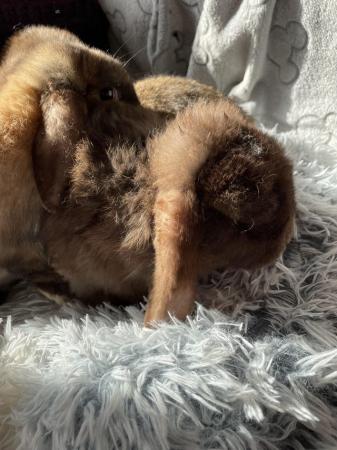Image 3 of * Mini lop bunnies * girls and boys * ready now *