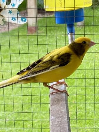 Image 5 of Beautiful singing Canary male. sold