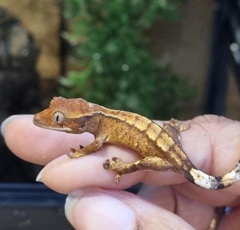 Image 23 of Beautiful baby Crested Geckos! Only 2 LEFT