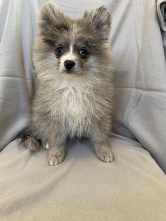 Image 4 of Beautiful Pomeranian Merle Boy
