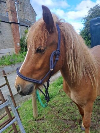 Image 3 of Lovely 2yr Dartmoor pony gelding