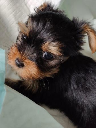 Image 4 of Yorkshire terrier miniature boy