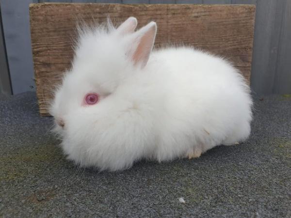 Image 5 of 8 weeks old  Female Rabbit white one remaining