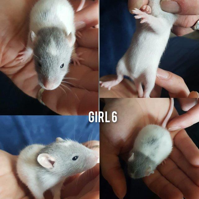Preview of the first image of Baby rats girls and boys smooth coat top eared.
