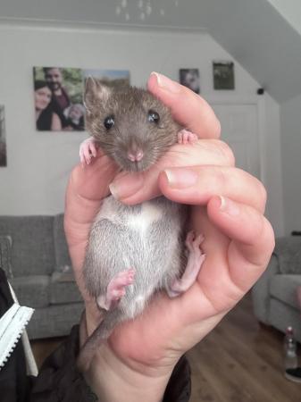 Image 1 of Baby rat. 13 available. 3M 10F