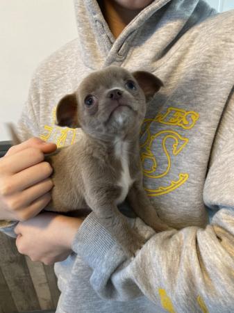 Image 7 of Chihuahua puppy ready now
