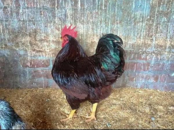 Image 1 of Pure Rhode Island Red Cockeral