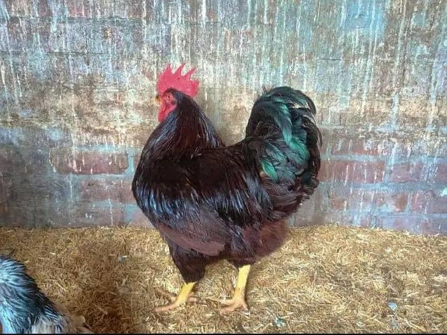 Preview of the first image of Pure Rhode Island Red Cockeral.