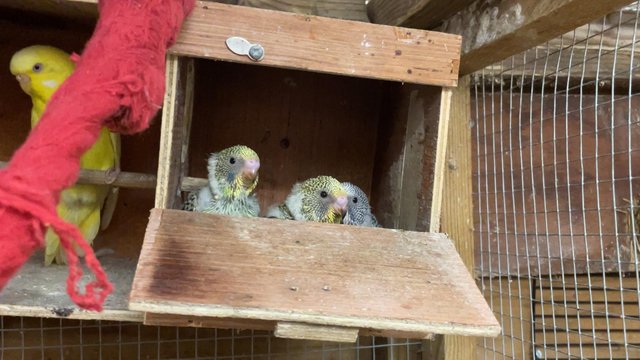 Image 4 of Baby budgies for sale lovely colours