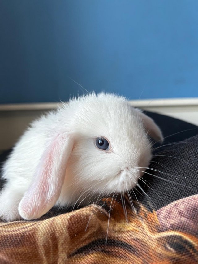 Two beautiful boys available — photo 4 of 4