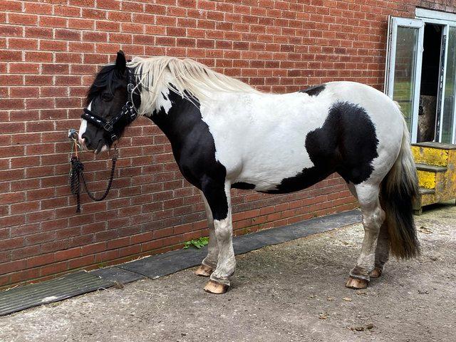 Preview of the first image of 14:2 traditional cob mare for Part-Loan.